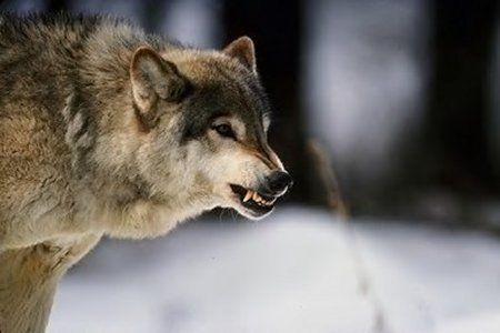 Wolf im Nationlpak Sila Grande